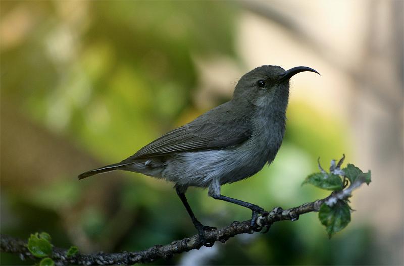 frieda 051.jpg - Jong Witpenssuikerbekkie wyfie